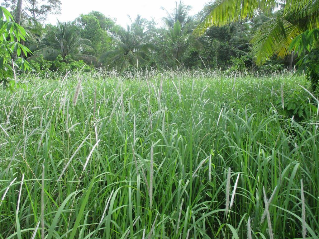 Manh Duyen Garden Homestay Phú Quốc Ngoại thất bức ảnh