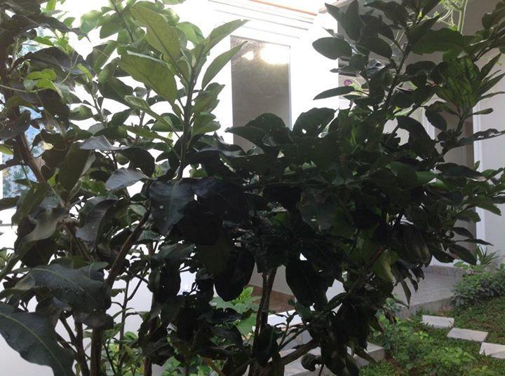 Manh Duyen Garden Homestay Phú Quốc Ngoại thất bức ảnh